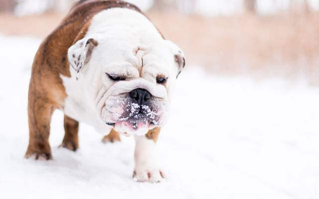 冬天,雪,狗