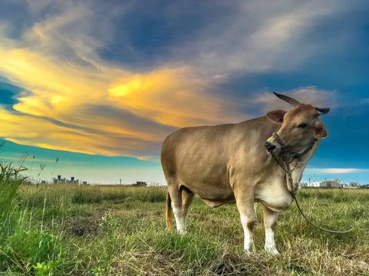在白天的绿色草地上的棕色牛,magong高清壁纸