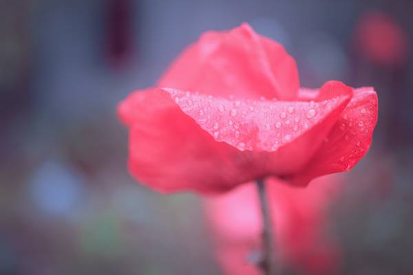 红玫瑰浅焦点摄影,乌普萨拉高清壁纸