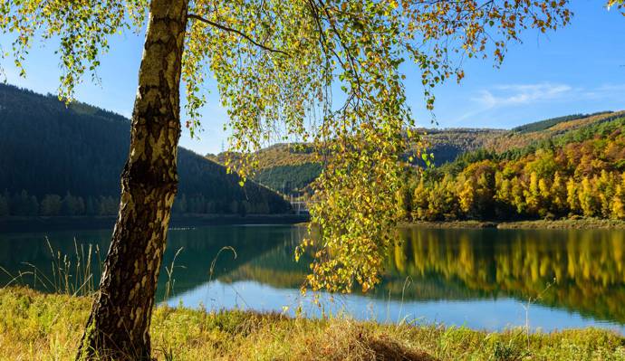 树,湖,秋天,比利时