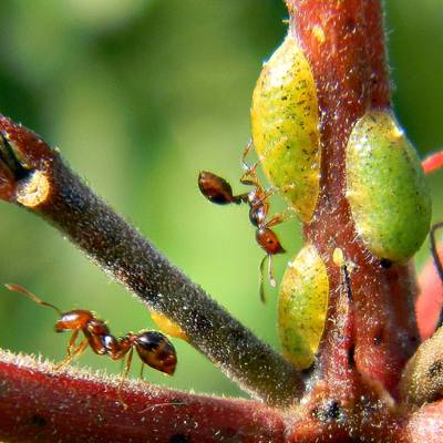 宏观摄影的两个棕色蚂蚁在树枝上高清壁纸