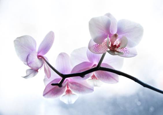 紫色蝴蝶兰花,植物高清壁纸的特写照片
