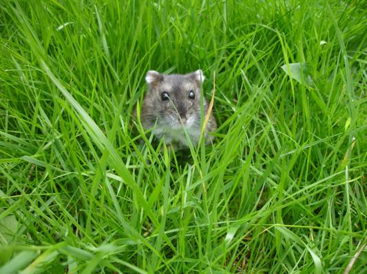 灰色青龙包围的绿草,俄罗斯侏儒仓鼠高清壁纸