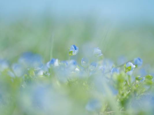 鲜花,宏,模糊,轻轻地,自然,蓝色,春天