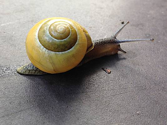 棕色蜗牛与黄色的壳爬在地面上高清壁纸