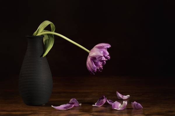 紫色郁金香花瓶花高清壁纸