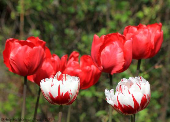 红色和白色的郁金香花,玫瑰高清壁纸倾斜镜头的照片