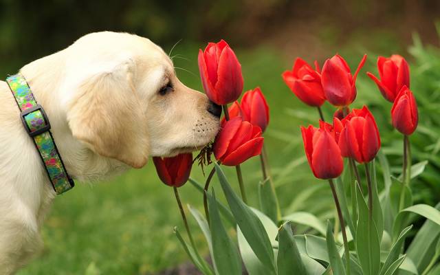 狗,花,性质