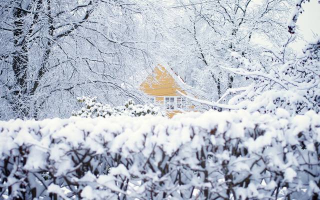 房子,雪,奥斯陆,冬天,挪威,树木