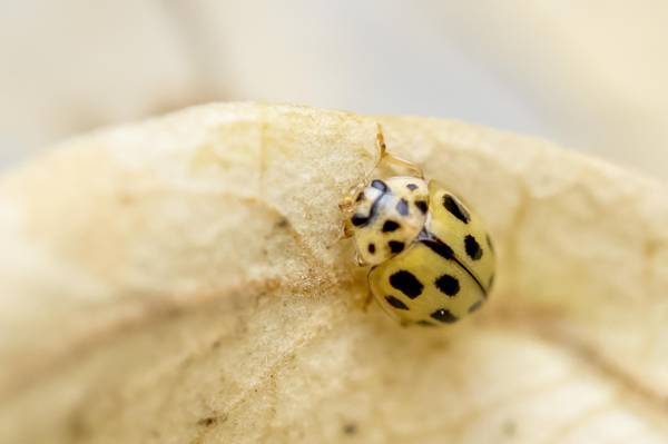 黄色和黑色的甲虫bug高清壁纸的微型镜头