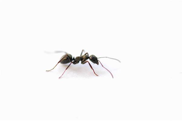 黑蚂蚁高清壁纸