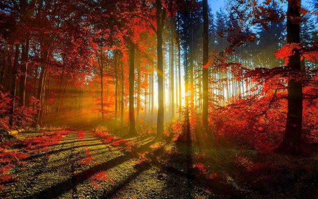 日落,秋天,太阳,叶子,光,道路,树,树,黎明,森林