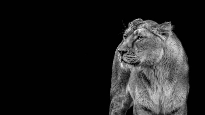 母狮高清壁纸的灰度照片