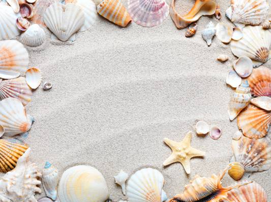 沙,框架,海星,贝壳,沙滩,贝壳,沙子