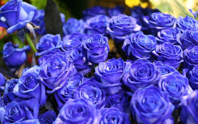 鲜花,蓝色,蓝玫瑰,花束,性质,krasivye,玫瑰,花,蓝玫瑰,蓝色