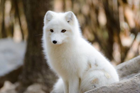 长涂的白狗,北极狐高清壁纸的照片