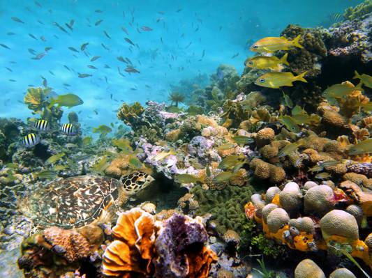 海底世界,贝壳,石头,性质,珊瑚,鱼,照片,海