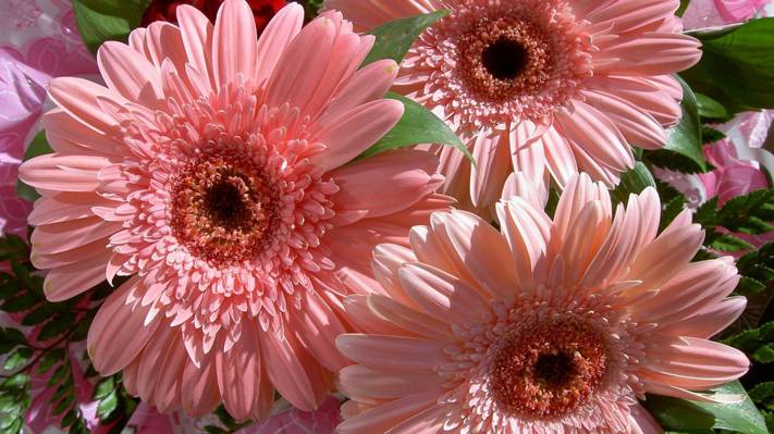 鲜花,花束,性质,花,温柔,美丽,粉红色,非洲菊