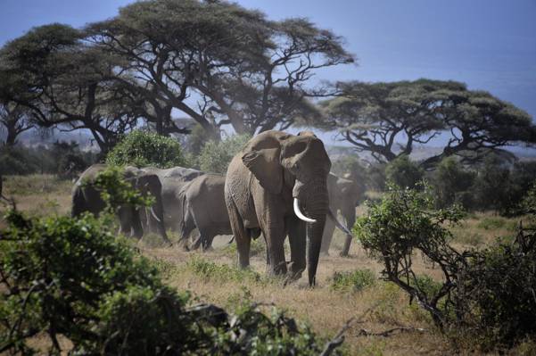 野生动物摄影的灰树林附近的灰色大象,安博塞利国家公园,肯尼亚高清壁纸