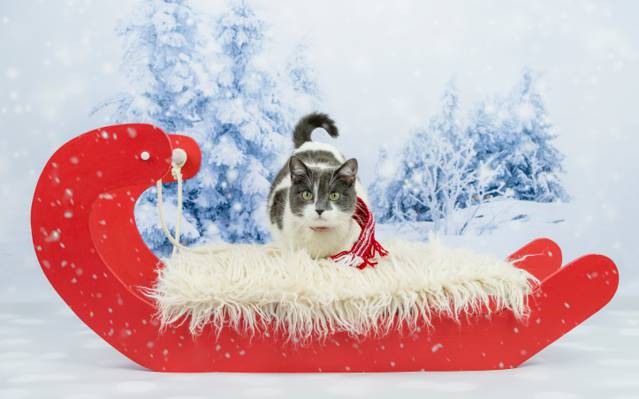猫,眼睛,拍摄,树林,新年,圣诞节,背景,雪,猫,红色,围巾,毛皮,灰色与...