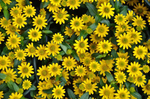 黄色的花朵高清壁纸