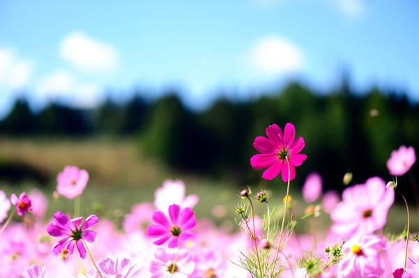 鲜花,宏,性质,夏天,粉红色,科斯美亚,领域