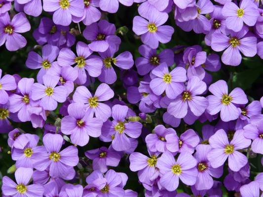 关闭紫色4-painted花HD wallpaper的照片