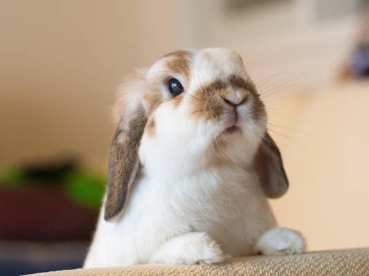 棕色和白色的兔子高清壁纸的选择性焦点摄影