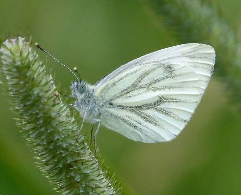 白色的蝴蝶栖息在绿色的茎,绿色的白色,napi的照片高清壁纸