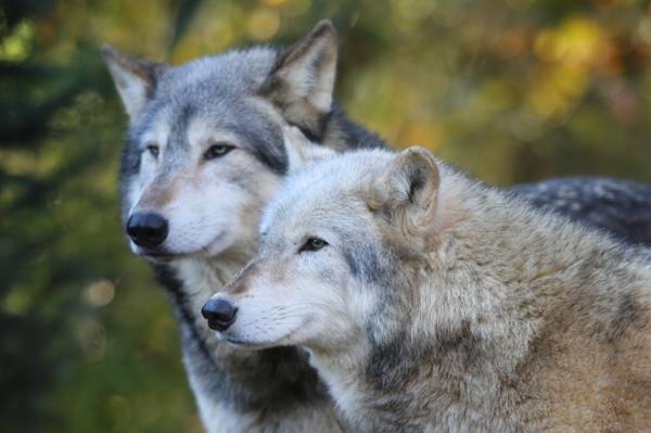 两只狼,灰狼高清壁纸