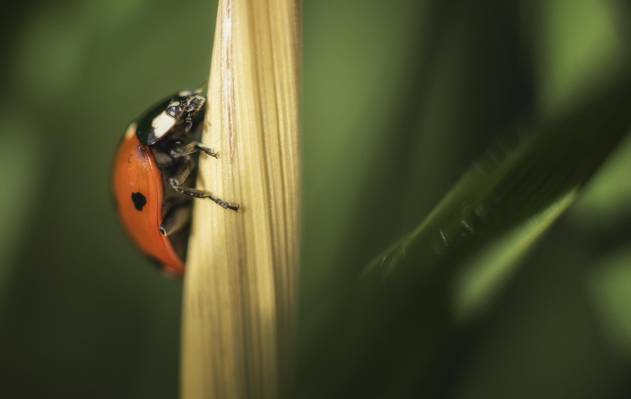 瓢虫甲虫栖息在棕色的叶子特写摄影高清壁纸