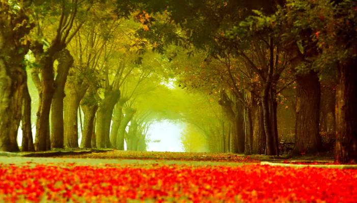 公园,树木,胡同,路,板凳,秋天,叶子