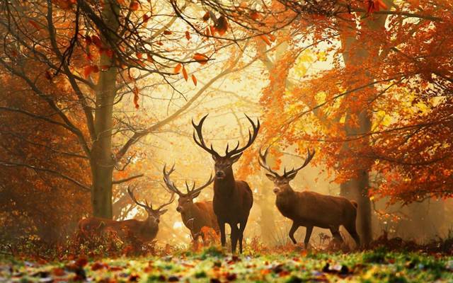 动物,鹿,黄叶,角,秋天,森林