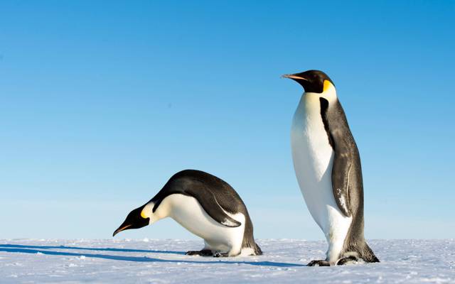 两个白色和黑色的企鹅高清壁纸的照片