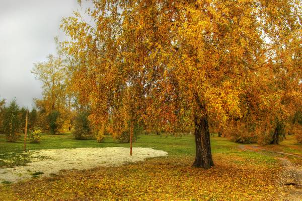 照片,性质,树木,秋天,叶子