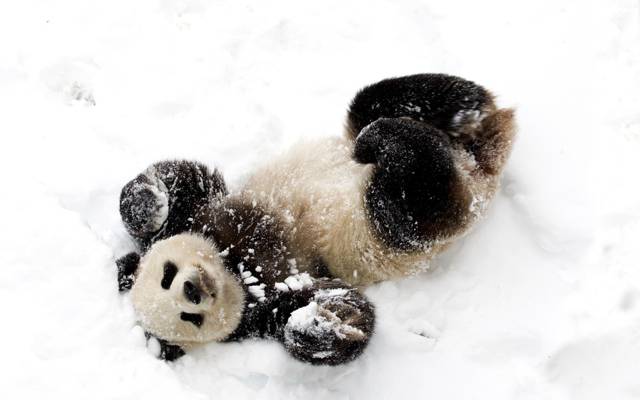 熊猫,熊,冬天,雪