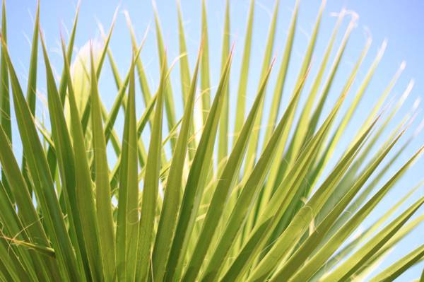 风扇棕榈植物,帕尔马高清壁纸