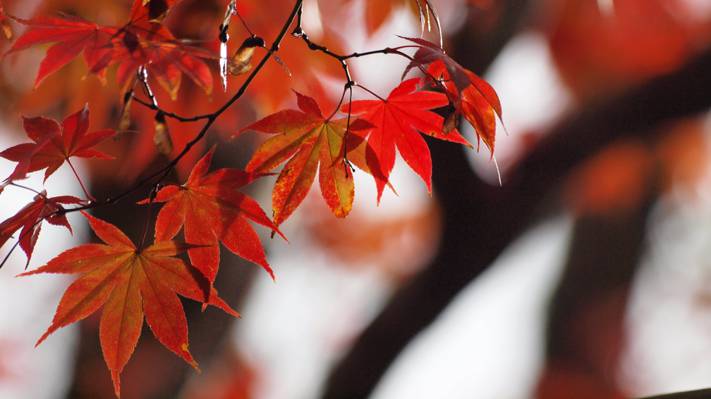 秋天叶子焦点摄影高清壁纸