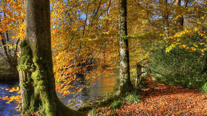 壁纸公园,河流,池塘,树木,秋天,森林,叶子