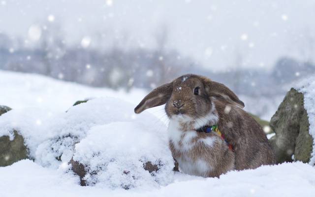 兔子,雪,冬天