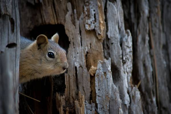 在树干旁边的棕色松鼠,金色mantled地松鼠高清壁纸