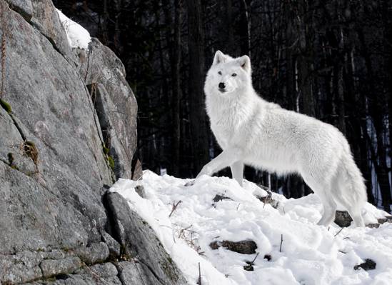 捕食者,雪,性质,冬天,狼,白,狼,森林,石头