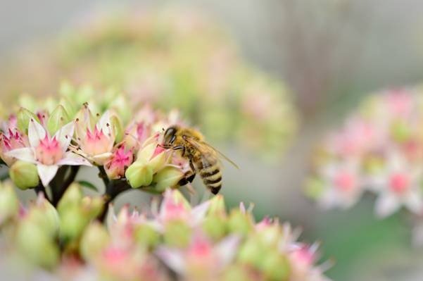 蜜蜂在粉红色的花朵上高清壁纸