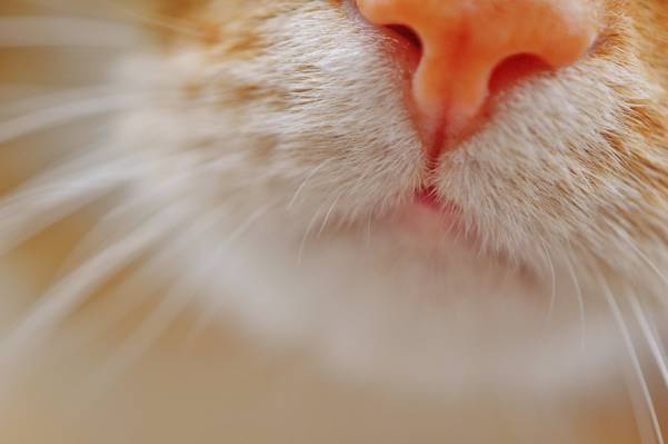 猫的鼻子的特写镜头和选择聚焦照片HD墙纸