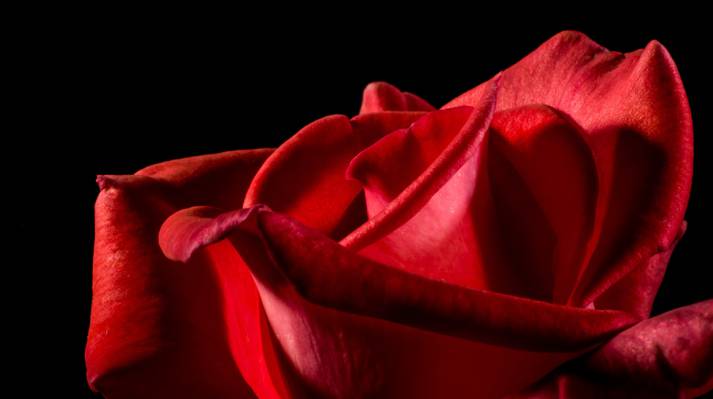 宏观射击的红玫瑰高清壁纸