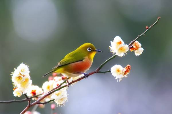 鸟,鲜花,分支,春天,散景