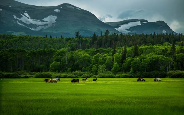 马,草,绿色,领域,山