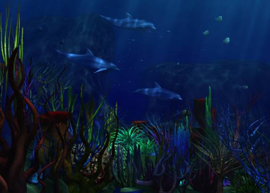 海,藻类,海豚,海底世界,珊瑚。