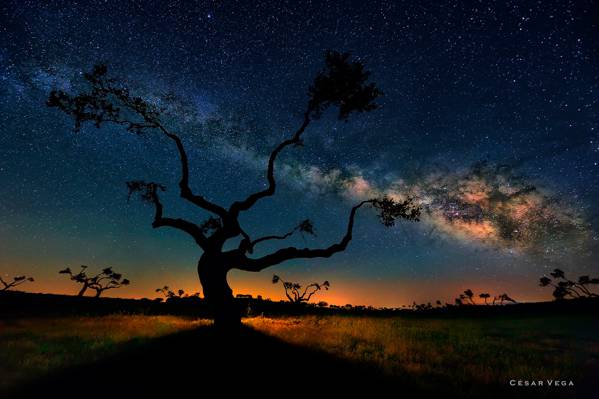 夜,天空,银河,树木,萨凡纳,星星