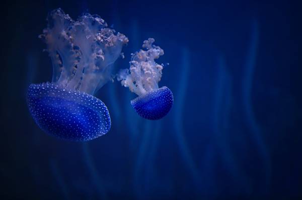 两个蓝色水母高清壁纸的水下摄影